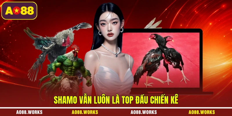 Shamo vẫn luôn là top đầu chiến kê